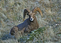 Ovis Canadensis